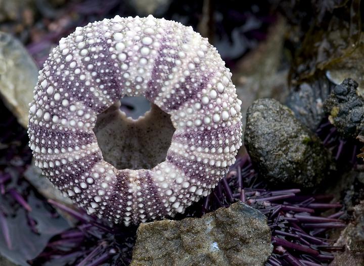 Shell 1595.jpg